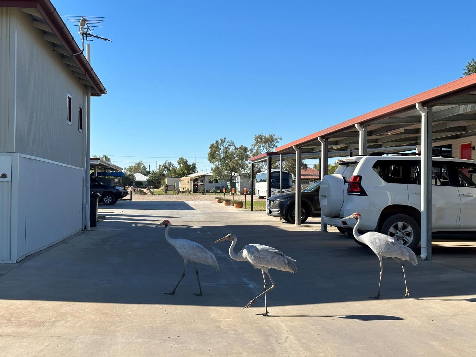 Motel Outback Winton